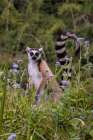 Africa, Madagascar, Vakona Forest reserve, Lemur Island. Ring-tailed lemur in field of wildflowers. Art Print